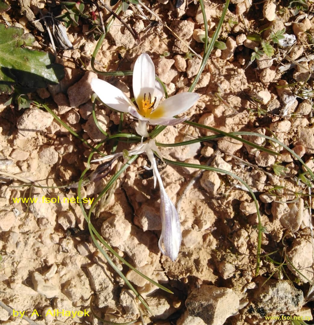 Crocus baalbekensis Addam & Bou-Hamdan